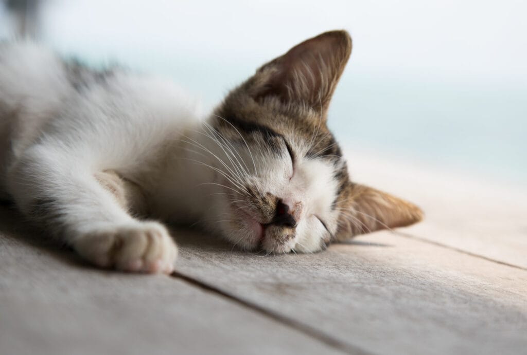 InsuRabbit-Blog-Image-2_6-Ways-to-Save-Money-on-Pet-Insurance