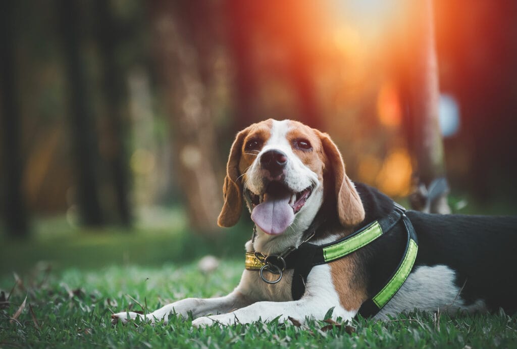 InsuRabbit Blog Image 1_Which is better for your dog-a harness or a collar