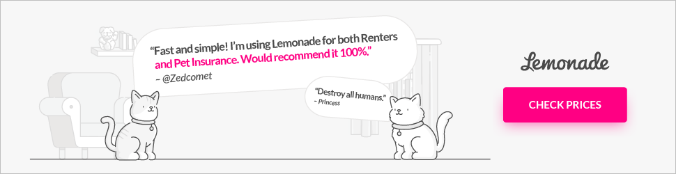 InsuRabbit_Have a Small Apartment? Here Are Clever Ways to Keep Your Pet Happy