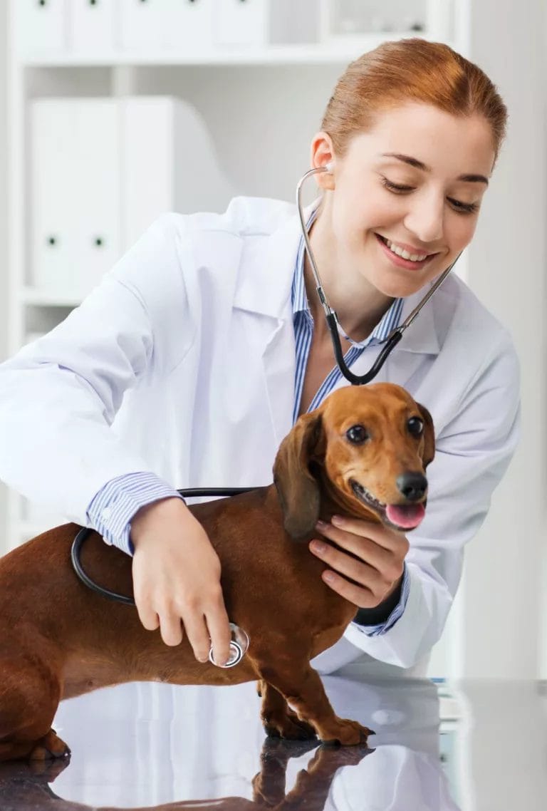 InsuRabbit_Pet Insurance Graphic 1