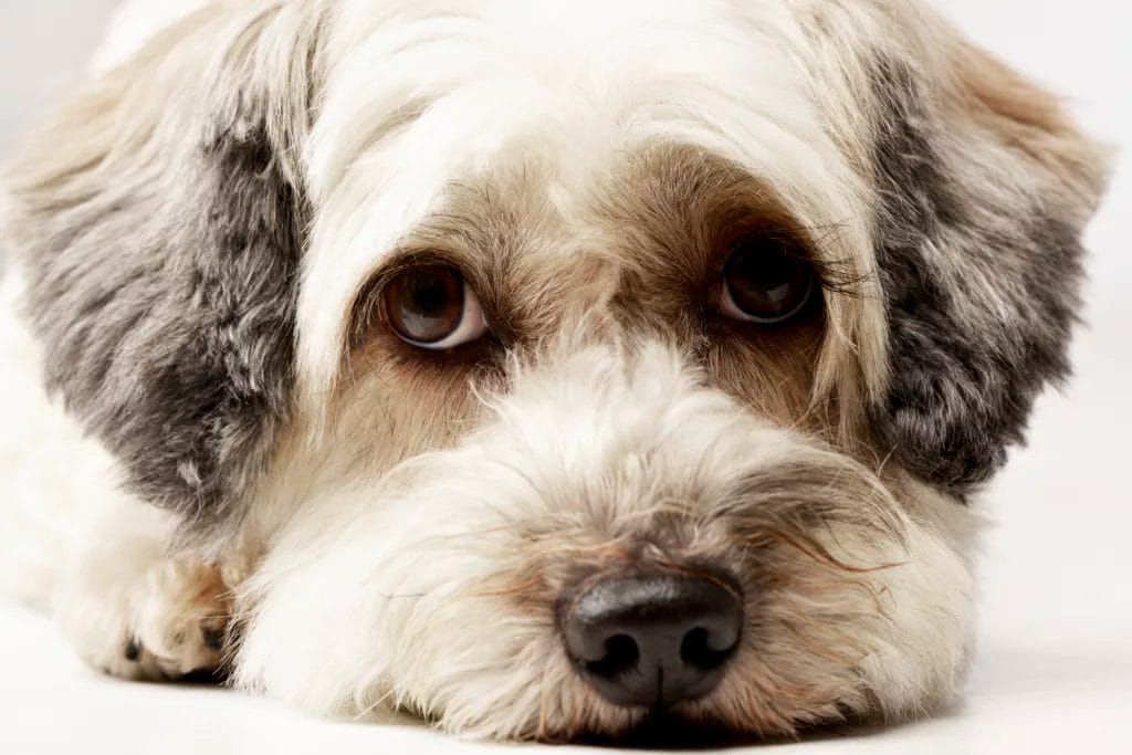 InsuRabbit_Pet Insurance LP2_Hero Image