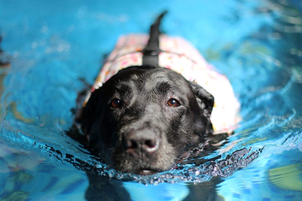 InsuRabbit_10 ways to keep your dog happy and healthy in summer_Image 1