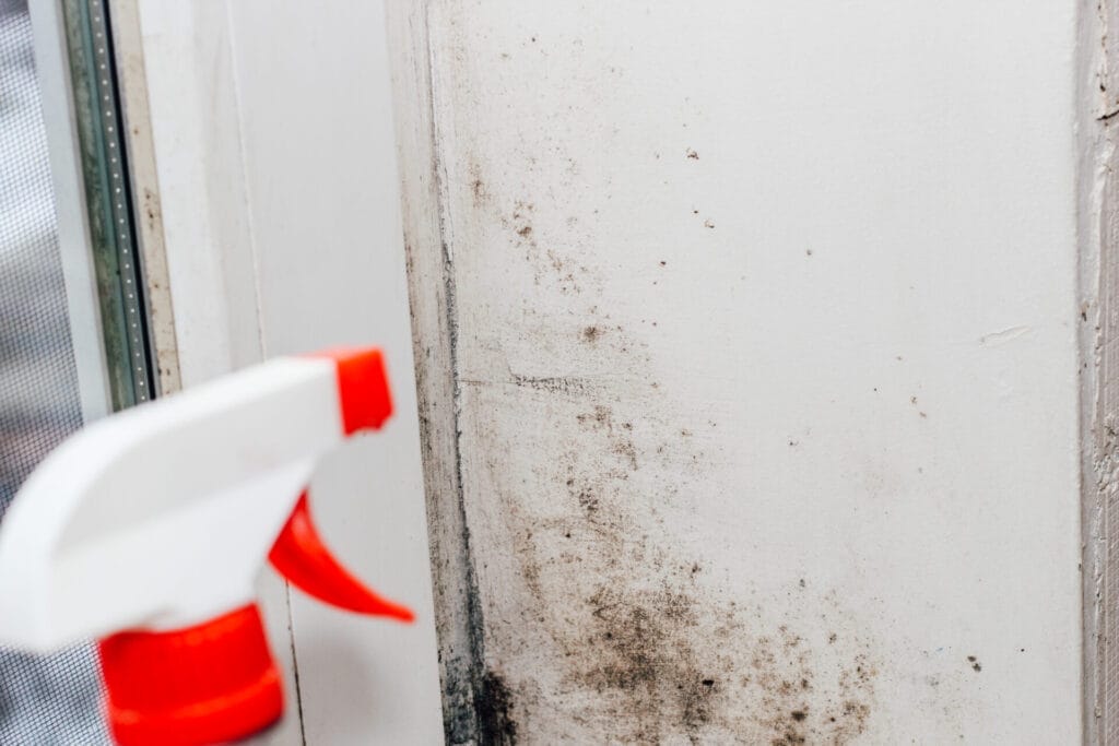 InsuRabbit_Does renters insurance cover mold?_Image 2